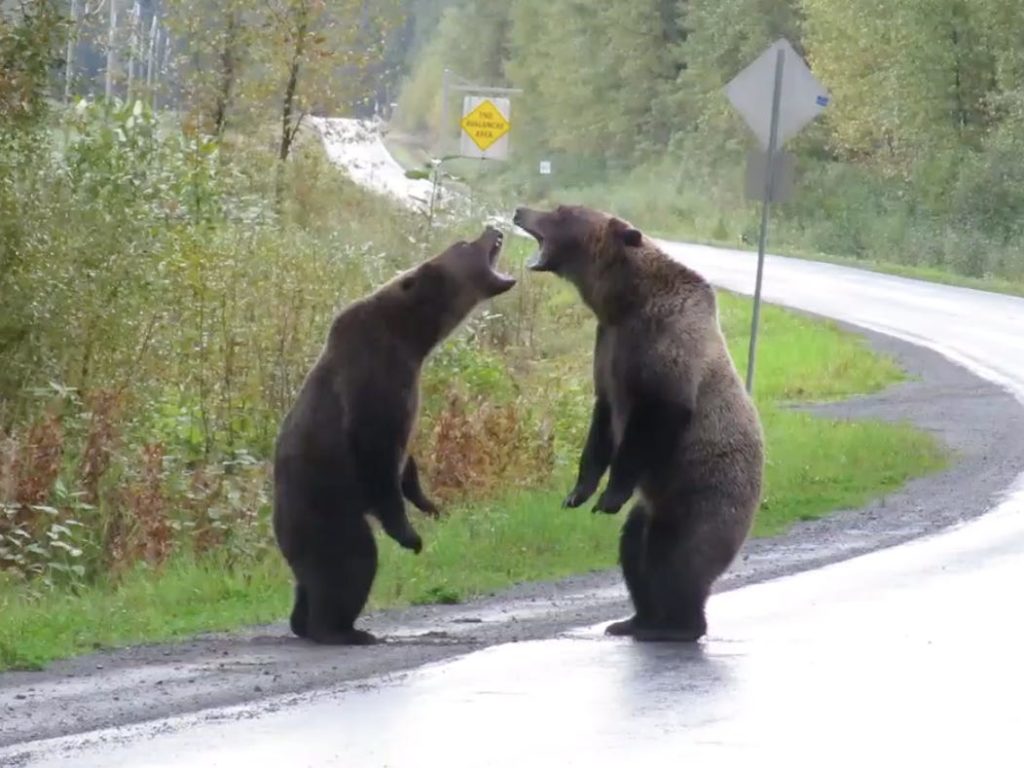 Arguing bears