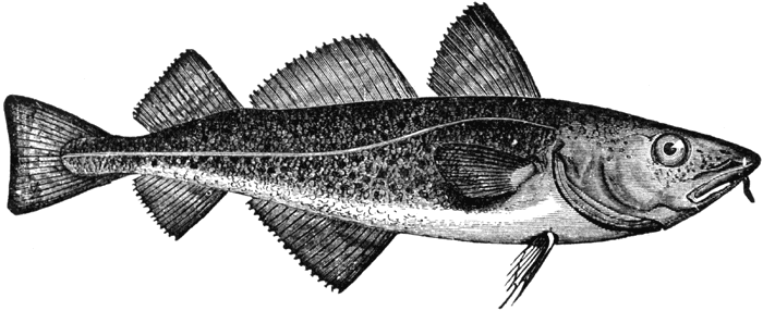 codfish