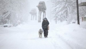 A better buy than those stupid Humvees, that's for sure