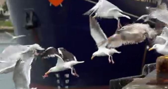 THEY'RE SO BEAUUUTIFUL AND DON'T AT ALL SHIT EVERYWHERE