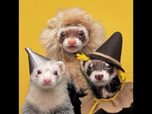 Wizard of Oz theme? You beautiful bastard