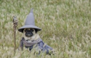 We also used a picture of pug Gandalf. Is that ever not hysterical?